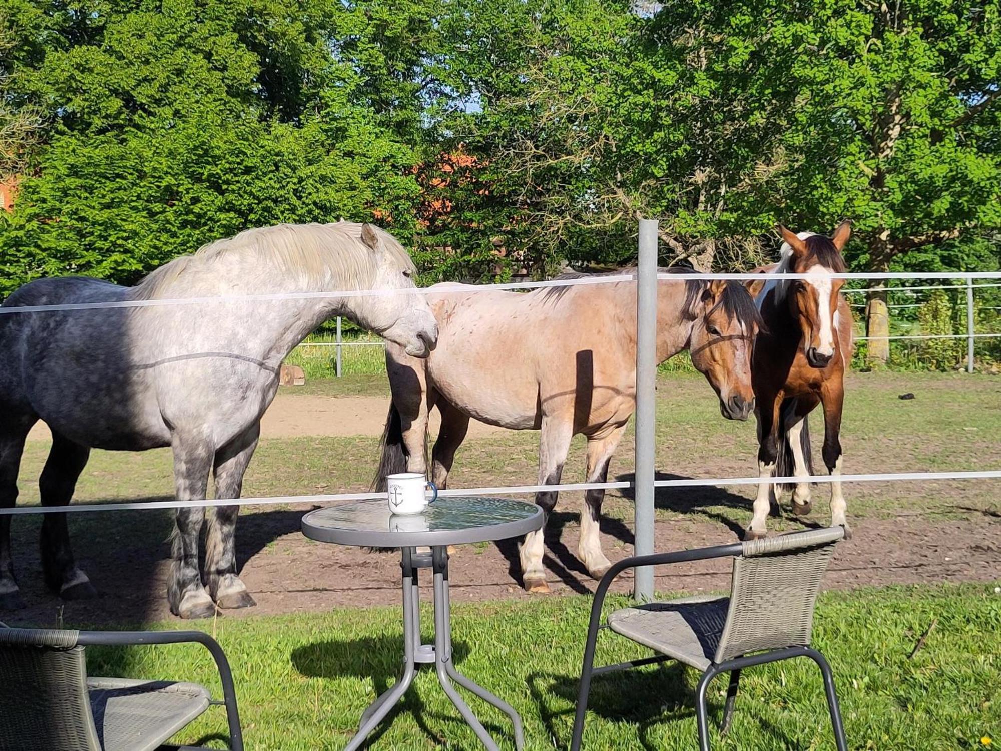 Ferienwohnung Zur Pferdekoppel Bömitz Zewnętrze zdjęcie